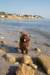 Spanish Water Dog on Almadrava Beach; El Campello - 591197776