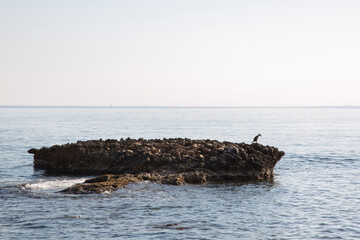 Gannet on Rock; Almadrava Beach; El Campello; Alicante; Spain - 591197784