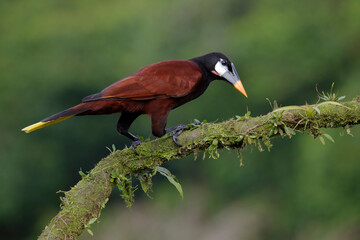Montezuma Oropendola in first morning light