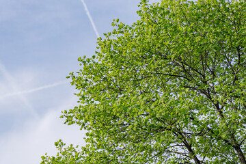 tree with green leaves in spring
