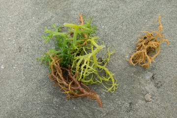 Cultivation of green seaweed in a seaweed plantation in  Indonesia