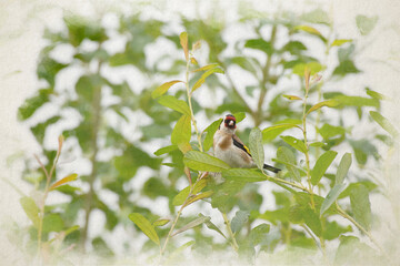 Colourful European Goldfinch. A digital watercolour painting of Carduelis carduelis in a tree.