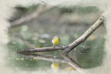 A digital watercolour painting of a Grey Wagtail, Motacilla cinerea on a perch.