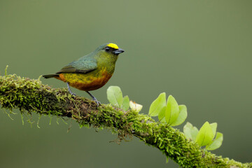 Olive-backed Euphonia