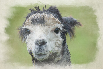 Closeup digital watercolour painting portrait of an Alpaca, Lama pacos.