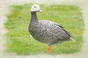 Emperor goose, Anser canagicus digital watercolour painting.