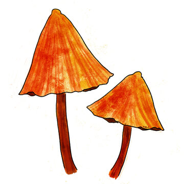 Red and Orange Mushrooms