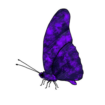 Deep Blue Purple Butterfly