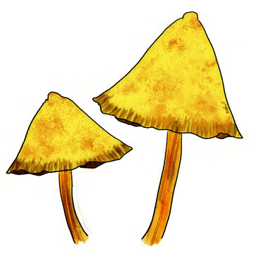 Yellow Orange Mushrooms