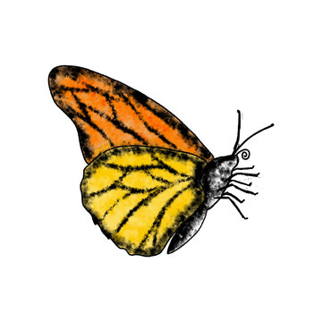  Hand-Painted Monarch Butterfly