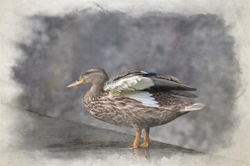 A female Mallard dabbling duck, Anas platyrhynchos digital watercolour painting.