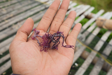 Dried seaweed in farmer's hands. Algae cultivation