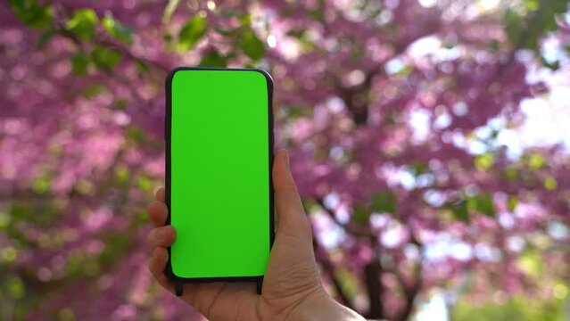 phone with green chromakey screen at blooming flowers spring mood pink tree background. Template moke up 4k video footage. Hand holding vertical Cell mobile phone