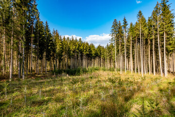 Neuanpflanzung nach Abholzung im Mischwald