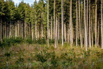 Neuanpflanzung nach Abholzung im Mischwald
