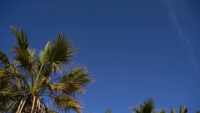 Mediterranean vacation atmosphere.  palm trees and blue sky on the background. Video footage 4K template mock up background. Spain Barcelona mood