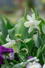 White trumpet daffodil between green leafs.