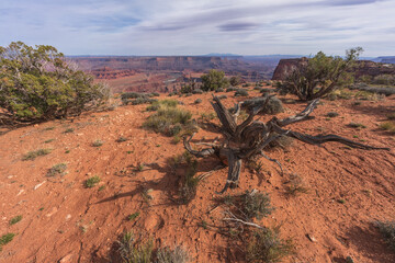 hiking the dead horse trail in dead horse point state park in utah, usa