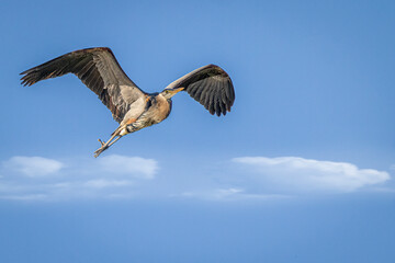 Great Blue Heron