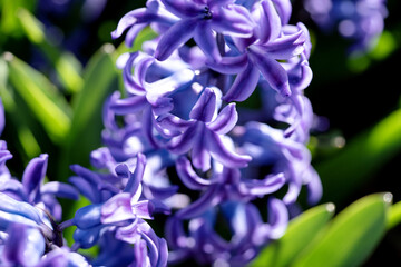 Close up blue hyacinth flower in Keukenhof Park. Netherlands