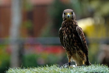 red tailed hawk