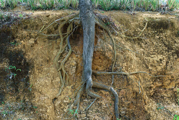 The structure of the root system of a tree underground