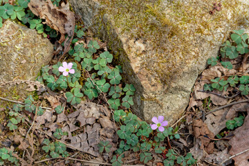 Purple flower oxalis growing in a forest