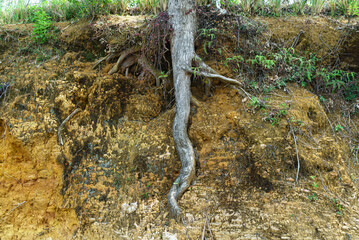 Roots of an old tree underground in the soil