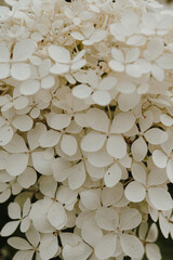Elegant aesthetic white hydrangea flowers bush