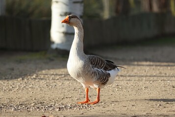 Greylag goose (Anser anser) close up in the field