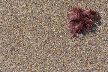 Alga roja sobre arena marrón en la playa en un día soleado de verano