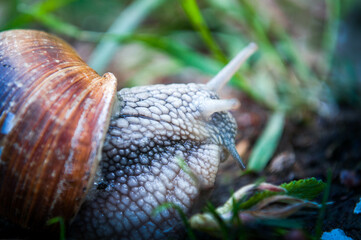 Helix pomatia, the Roman snail, Burgundy snail, edible snail or escargot in the forest.