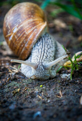Helix pomatia, the Roman snail, Burgundy snail, edible snail or escargot in the forest.