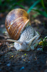 Helix pomatia, the Roman snail, Burgundy snail, edible snail or escargot in the forest.