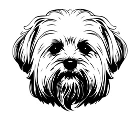 Maltese, Silhouettes Dog Face SVG, black and white Maltese vector