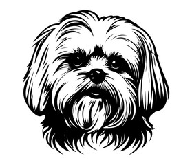 Maltese, Silhouettes Dog Face SVG, black and white Maltese vector