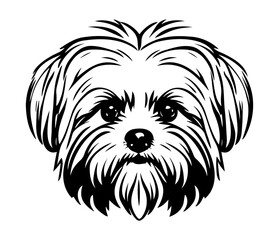 Maltese, Silhouettes Dog Face SVG, black and white Maltese vector