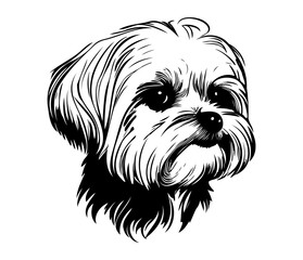 Maltese, Silhouettes Dog Face SVG, black and white Maltese vector