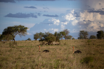 Naklejka na ściany i meble Ostrich in the savannah of Africa. Safari in Kenya