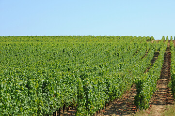 Fototapeta na wymiar France, the vineyard of Sauternais in summer