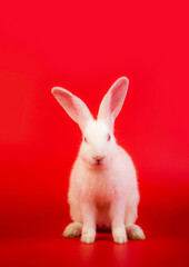 White bunny portrait on red background with copyspace. easter bunny portrait on festive red background.