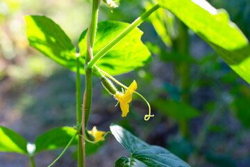 A weaving plant with a small cucumber and a flower on the stem. Growing cucumbers in the garden