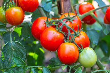 Red ripe tomatoes on a bush after rain. Growing tomatoes in the garden