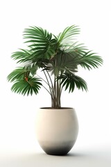 Obraz premium Tropical plants banana in a pot on a white background. Generative AI