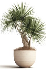 Obraz premium Tropical plants banana in a pot on a white background. Generative AI