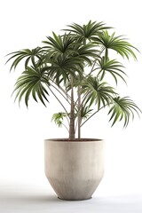 Obraz premium Tropical plants banana in a pot on a white background. Generative AI