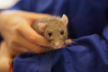 hands holding on to a grey rat, mouse