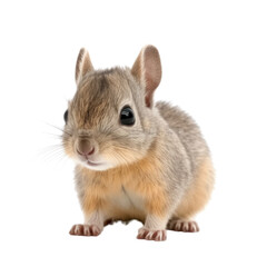 baby squirrel isolated on a transparent background, generative ai
