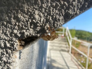 Macro shot view naturally preserved dead skin body shell fossil of a honey bee  protected on concrete wall visible details, hair, antennas, legs, eyes, full shape