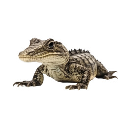 baby alligator isolated on a transparent background, generative ai